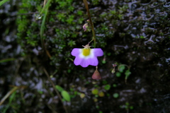 Utricularia striatula